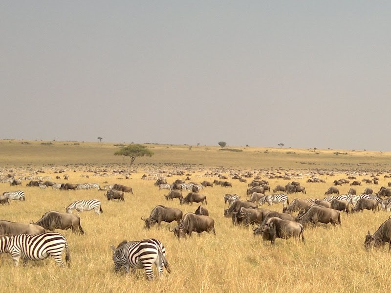 7 Day Lodge Safari to Serengeti Ngorongoro