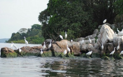 Lake Victoria (Great Lakes Region) 3 Day Safari