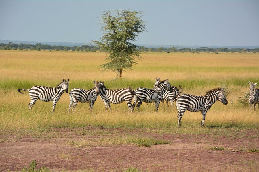 5 Day Safari Serengeti Ngorongoro