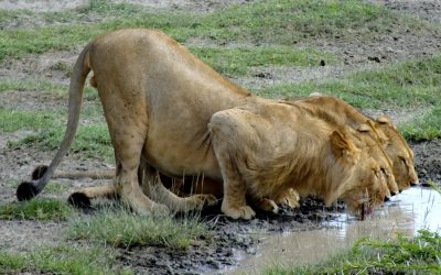 6 Day Safari  Serengeti Ngorongoro