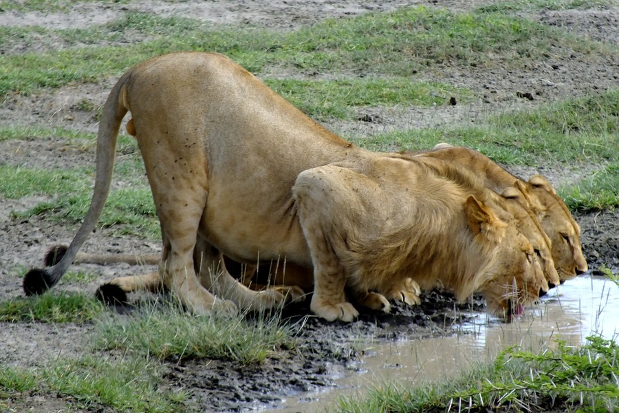 6 Day Safari  Serengeti Ngorongoro