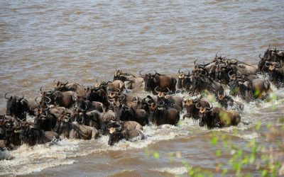 Safari Serengeti Migration 4 Days
