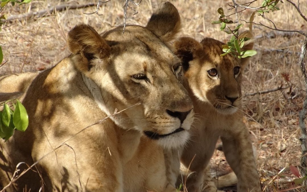 Selous,Mikumi and Zanzibar