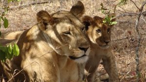 Selous,Mikumi and Zanzibar