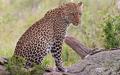 2 Day Safari Arusha National Park