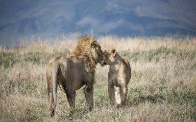 Serengeti Ngorongoro 6 Day Safari