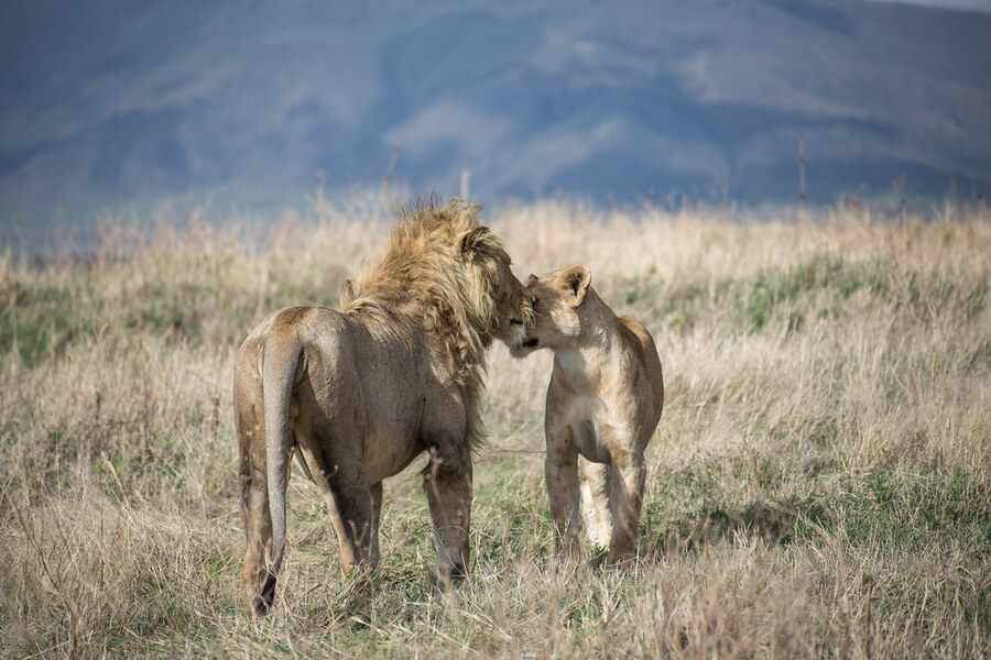 Serengeti Ngorongoro 6 Day Safari